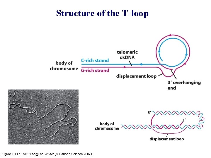 Structure of the T-loop Figure 10. 17 The Biology of Cancer (© Garland Science