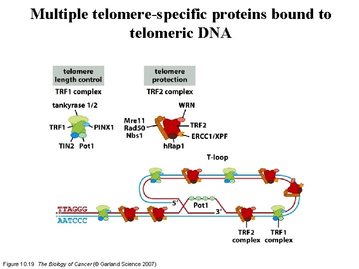 Multiple telomere-specific proteins bound to telomeric DNA Figure 10. 19 The Biology of Cancer