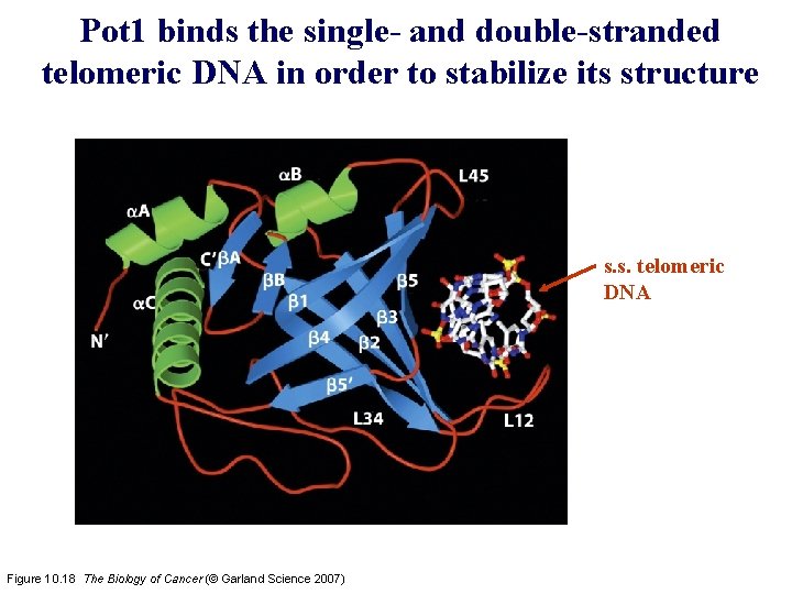 Pot 1 binds the single- and double-stranded telomeric DNA in order to stabilize its