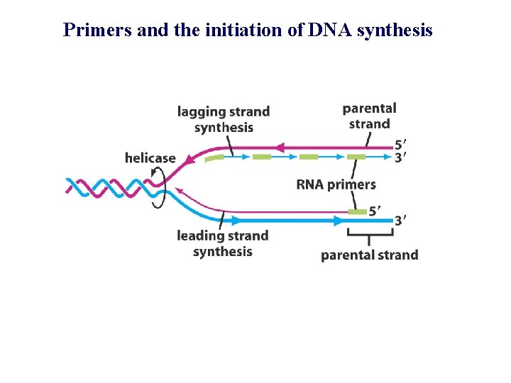 Primers and the initiation of DNA synthesis 