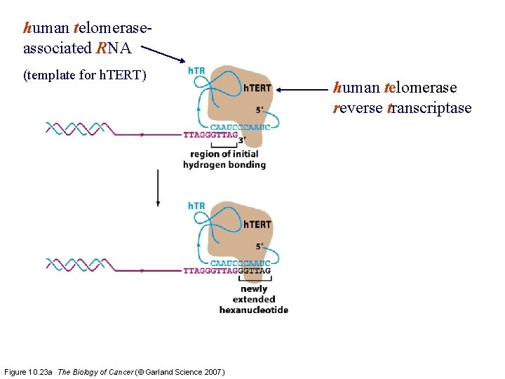 human telomeraseassociated RNA (template for h. TERT) Figure 10. 23 a The Biology of