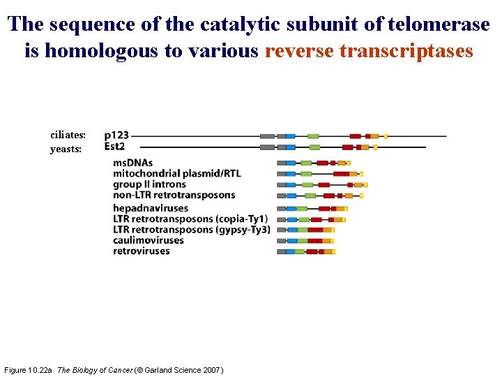 The sequence of the catalytic subunit of telomerase is homologous to various reverse transcriptases