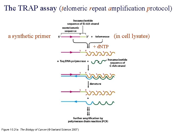 The TRAP assay (telomeric repeat amplification protocol) a synthetic primer (in cell lysates) +