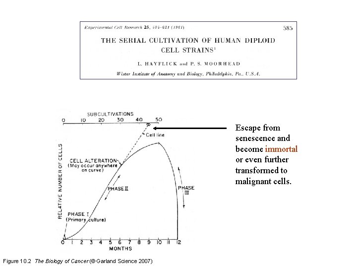 Escape from senescence and become immortal or even further transformed to malignant cells. Figure