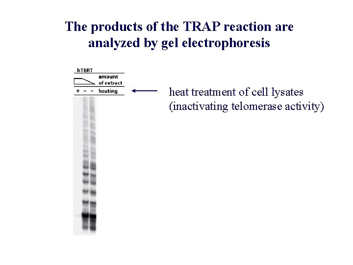 The products of the TRAP reaction are analyzed by gel electrophoresis heat treatment of