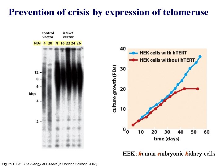 Prevention of crisis by expression of telomerase HEK: human embryonic kidney cells Figure 10.