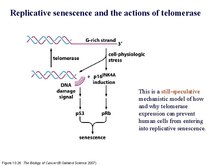 Replicative senescence and the actions of telomerase This is a still-speculative mechanistic model of