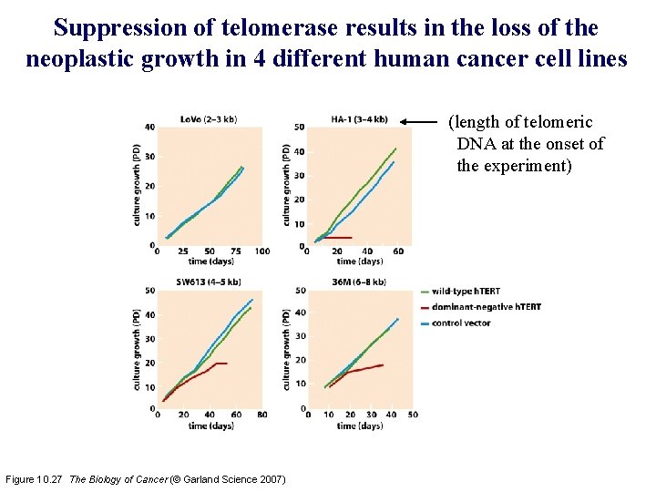 Suppression of telomerase results in the loss of the neoplastic growth in 4 different