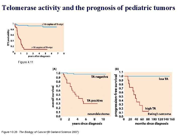 Telomerase activity and the prognosis of pediatric tumors Figure 4. 11 Figure 10. 28