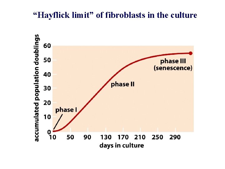 “Hayflick limit” of fibroblasts in the culture 