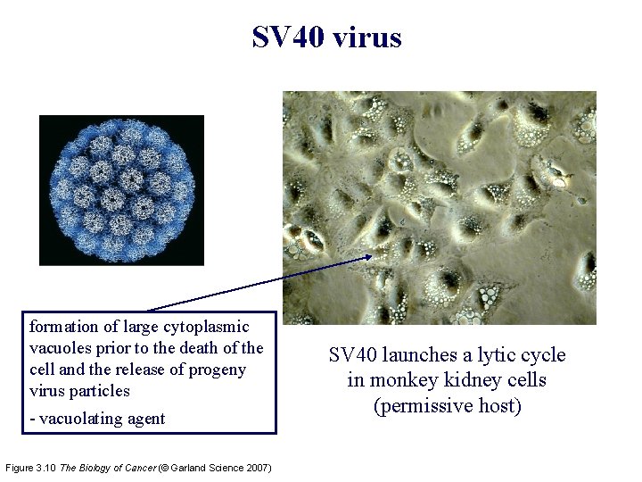 SV 40 virus formation of large cytoplasmic vacuoles prior to the death of the