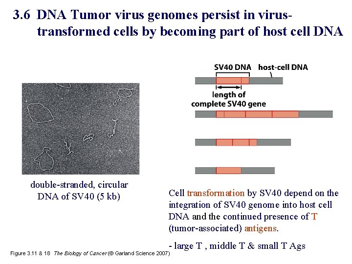 3. 6 DNA Tumor virus genomes persist in virustransformed cells by becoming part of