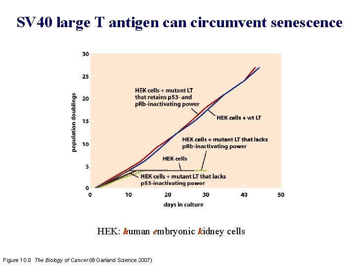 SV 40 large T antigen can circumvent senescence HEK: human embryonic kidney cells Figure