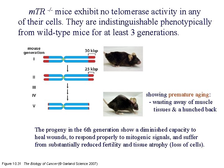 m. TR -/- mice exhibit no telomerase activity in any of their cells. They