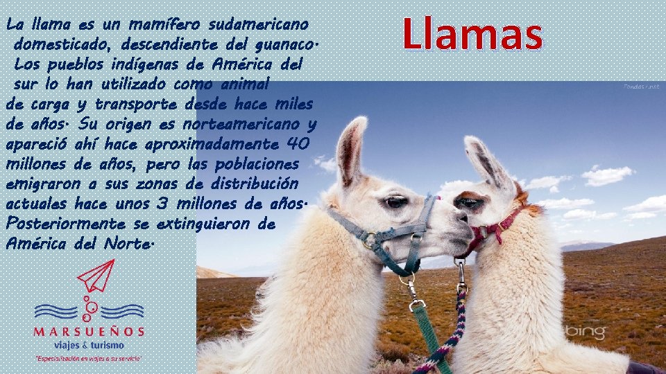 La llama es un mamífero sudamericano domesticado, descendiente del guanaco. Los pueblos indígenas de
