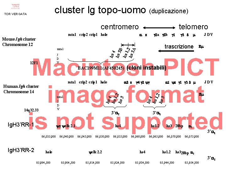 cluster Ig topo-uomo (duplicazione) TOR VERGATA centromero 12 F 1 BAC 199 M 11(AF