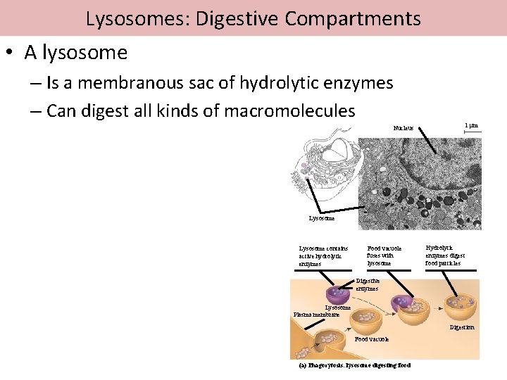 Lysosomes: Digestive Compartments • A lysosome – Is a membranous sac of hydrolytic enzymes