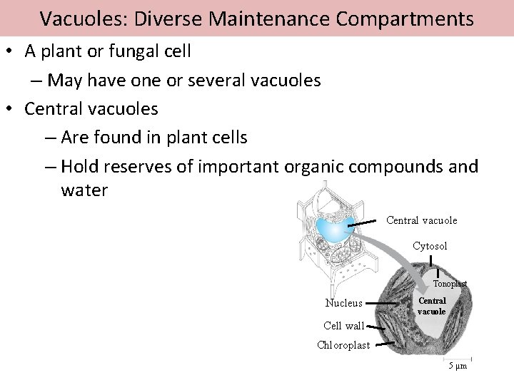 Vacuoles: Diverse Maintenance Compartments • A plant or fungal cell – May have one