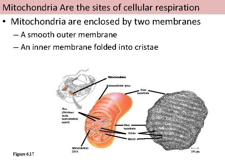 Mitochondria Are the sites of cellular respiration • Mitochondria are enclosed by two membranes