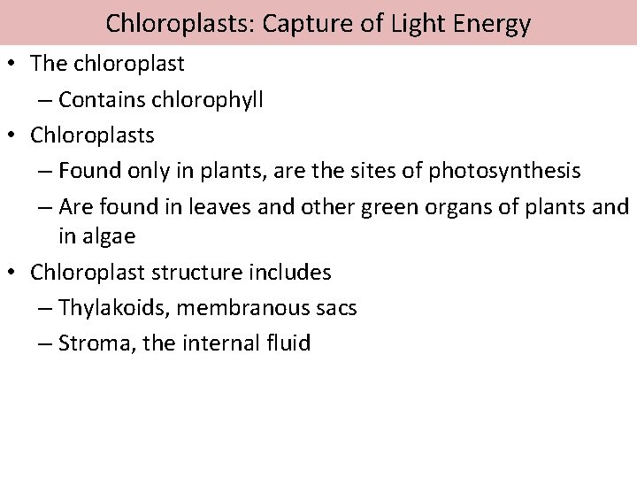 Chloroplasts: Capture of Light Energy • The chloroplast – Contains chlorophyll • Chloroplasts –