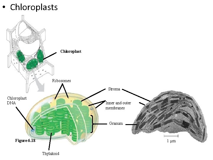  • Chloroplasts Chloroplast Ribosomes Stroma Chloroplast DNA Inner and outer membranes Granum Figure