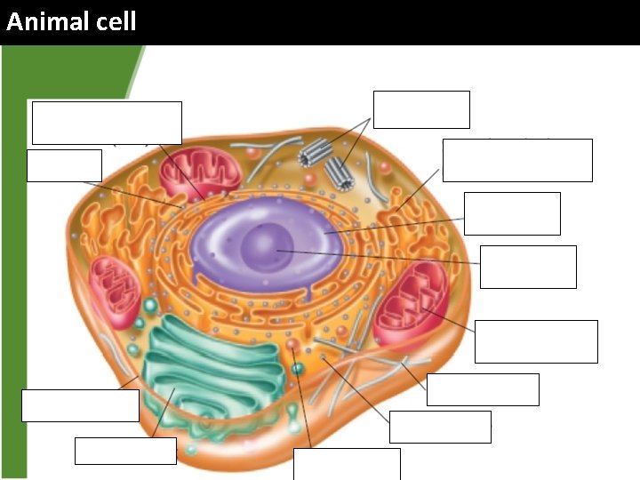 Animal cell 