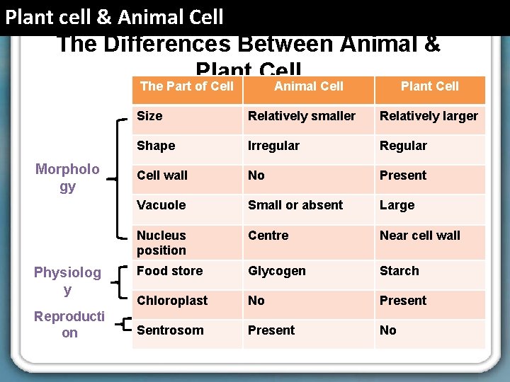 Plant cell & Animal Cell The Differences Between Animal & Plant Cell The Part