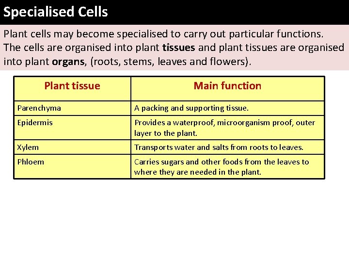 Specialised Cells Plant cells may become specialised to carry out particular functions. The cells