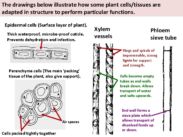 The drawings below illustrate how some plant cells/tissues are adapted in structure to perform