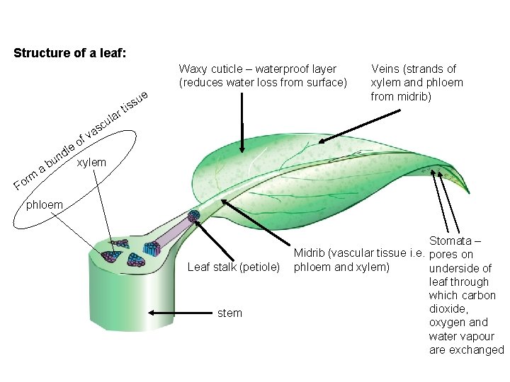 Structure of a leaf: Waxy cuticle – waterproof layer (reduces water loss from surface)