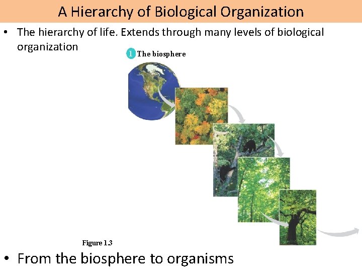 A Hierarchy of Biological Organization • The hierarchy of life. Extends through many levels