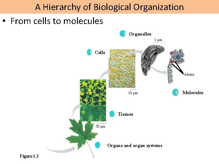 A Hierarchy of Biological Organization • From cells to molecules 9 Organelles 1 µm