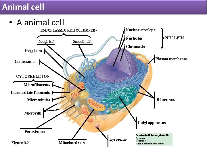 Animal cell • A animal cell ENDOPLASMIC RETICULUM (ER) Rough ER Smooth ER Nuclear