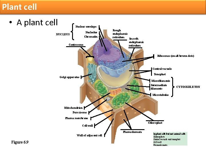Plant cell • A plant cell Nuclear envelope Nucleolus Chromatin NUCLEUS Centrosome Rough endoplasmic