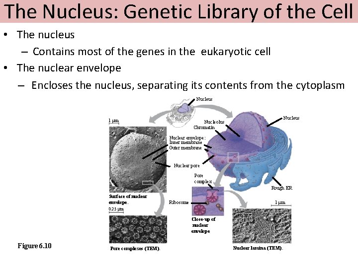 The Nucleus: Genetic Library of the Cell • The nucleus – Contains most of