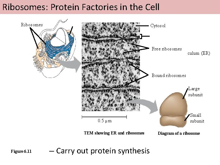 Ribosomes: Protein Factories in the Cell Ribosomes Cytosol ER Free ribosomes Endoplasmic reticulum (ER)