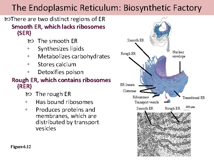 The Endoplasmic Reticulum: Biosynthetic Factory There are two distinct regions of ER Smooth ER,