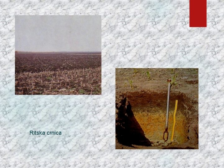 Ritska crnica 