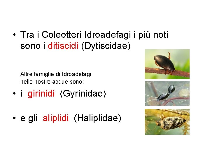  • Tra i Coleotteri Idroadefagi i più noti sono i ditiscidi (Dytiscidae) Altre