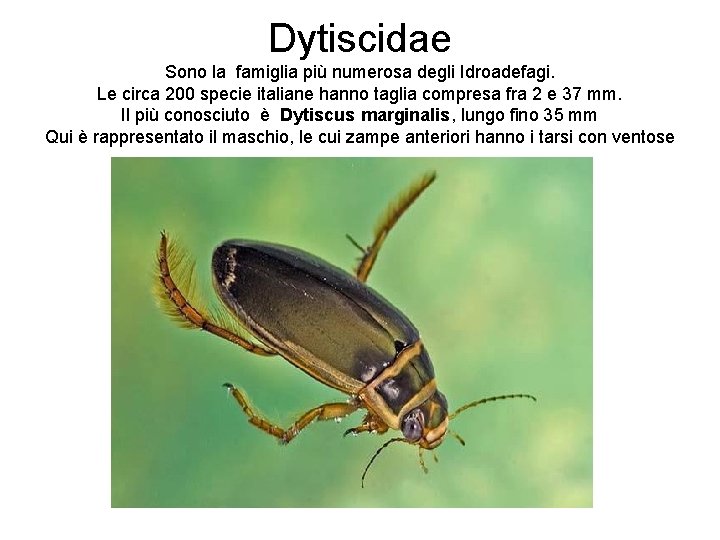 Dytiscidae Sono la famiglia più numerosa degli Idroadefagi. Le circa 200 specie italiane hanno