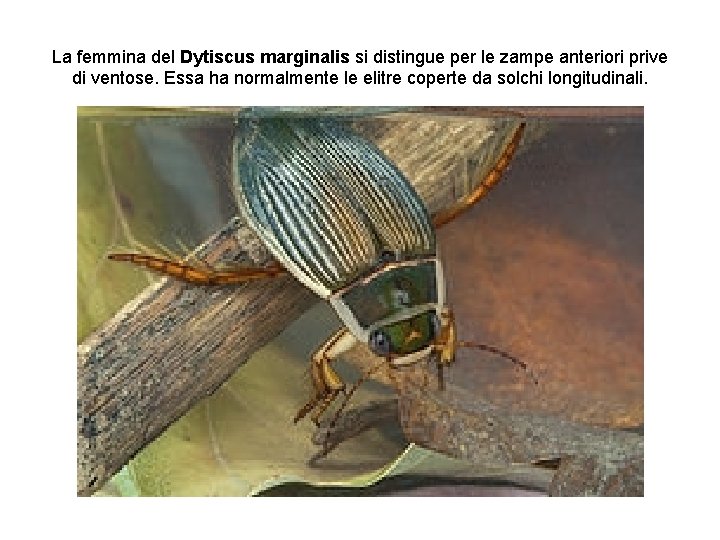 La femmina del Dytiscus marginalis si distingue per le zampe anteriori prive di ventose.