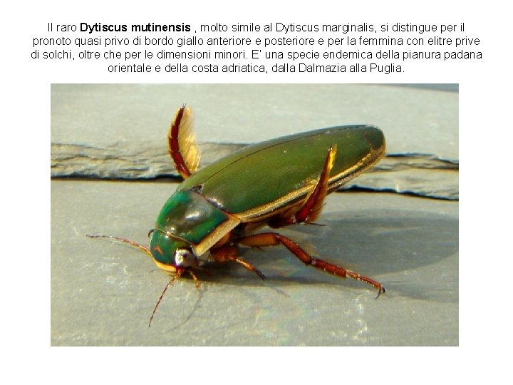 Il raro Dytiscus mutinensis , molto simile al Dytiscus marginalis, si distingue per il