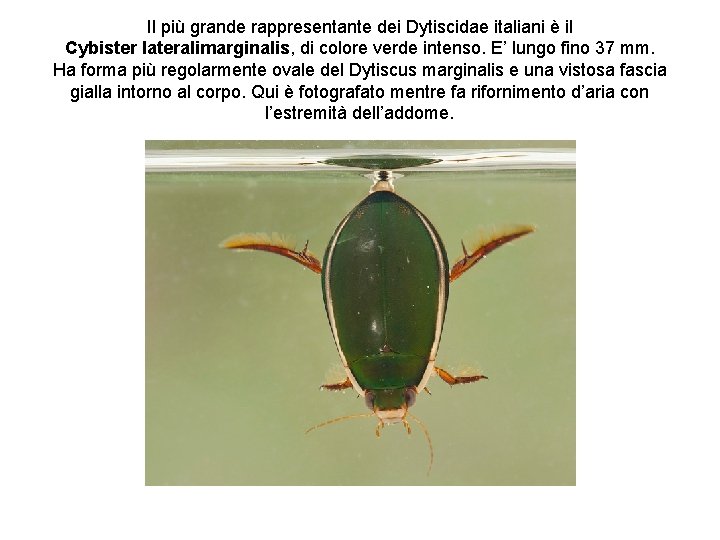 Il più grande rappresentante dei Dytiscidae italiani è il Cybister lateralimarginalis, di colore verde