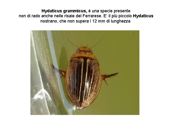Hydaticus grammicus, è una specie presente non di rado anche nelle risaie del Ferrarese.