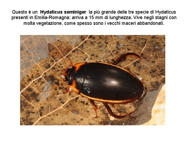 Questo è un Hydaticus seminiger la più grande delle tre specie di Hydaticus presenti