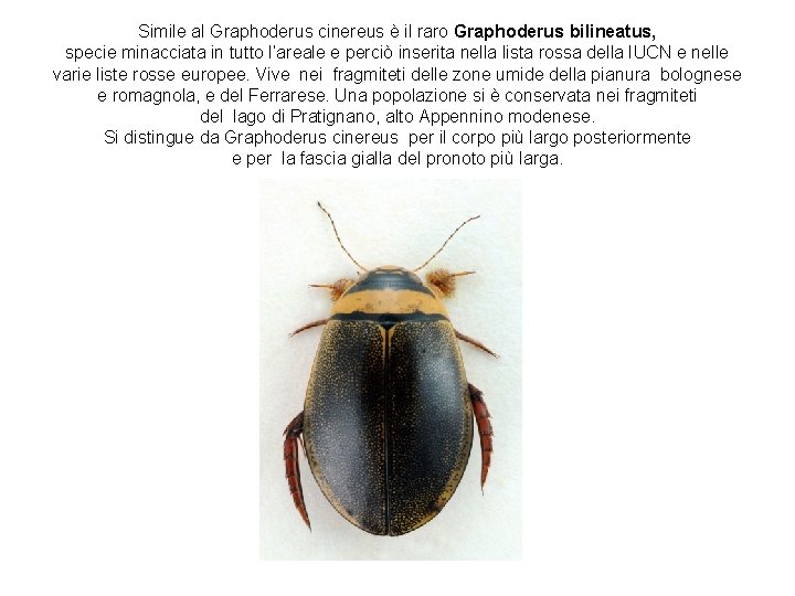 Simile al Graphoderus cinereus è il raro Graphoderus bilineatus, specie minacciata in tutto l’areale