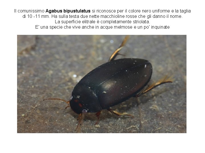 Il comunissimo Agabus bipustulatus si riconosce per il colore nero uniforme e la taglia