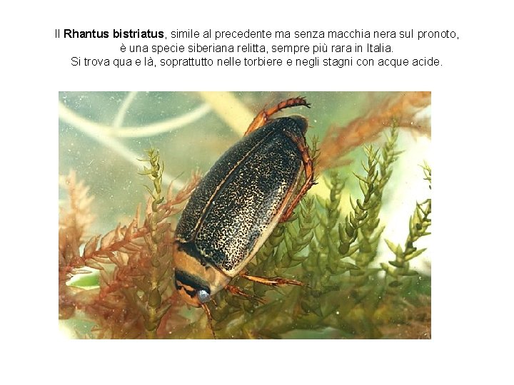 Il Rhantus bistriatus, simile al precedente ma senza macchia nera sul pronoto, è una