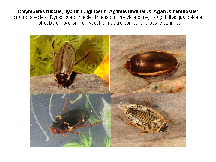 Colymbetes fuscus, Ilybius fuliginosus, Agabus undulatus, Agabus nebulosus: quattro specie di Dytiscidae di medie