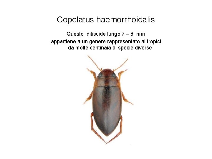 Copelatus haemorrhoidalis Questo ditiscide lungo 7 – 8 mm appartiene a un genere rappresentato